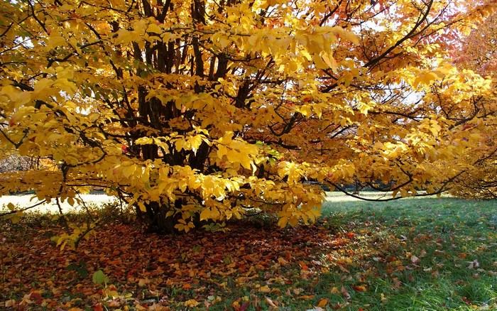 Tree with yellow autumn leaves and fallen leaves on the ground