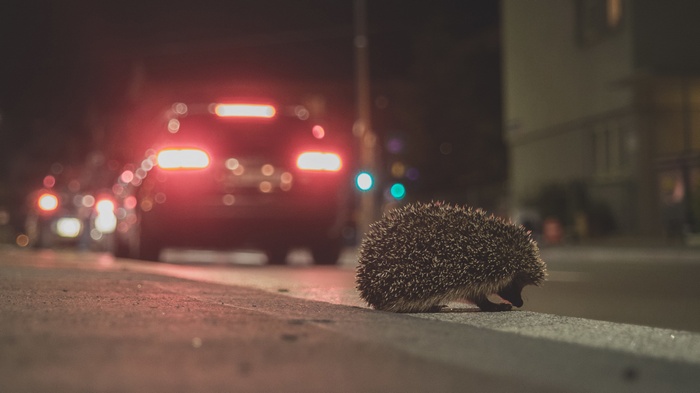 Hedgehog on a curb at night with car headlights