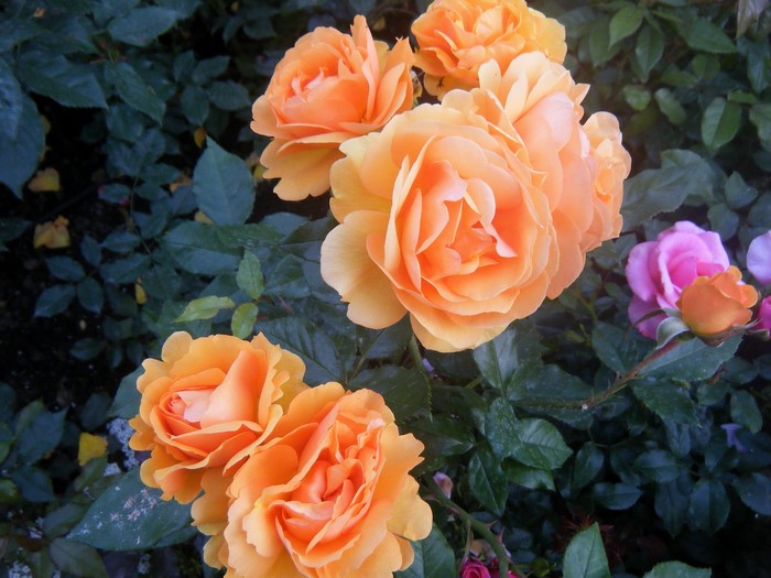 Orange and pink roses in a garden