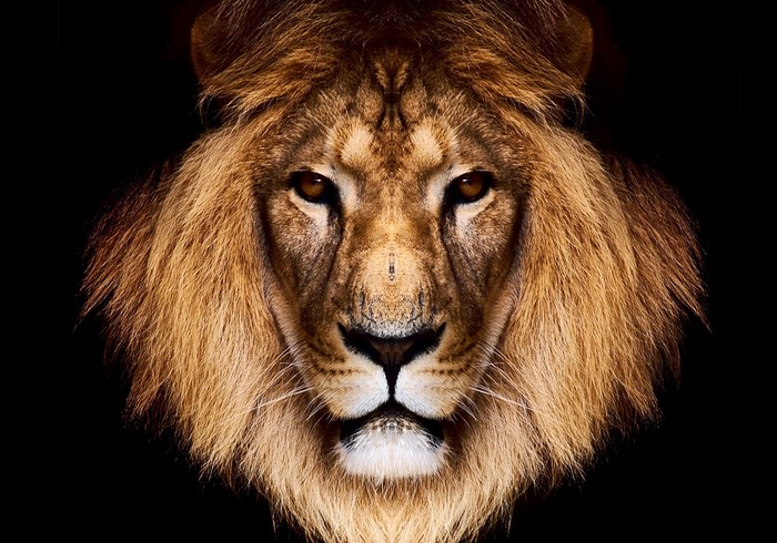 4K Lion Portrait