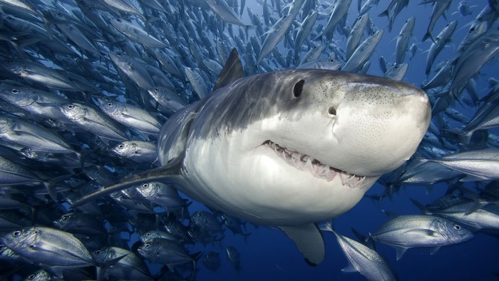 Great White Shark swimming with a school of fish