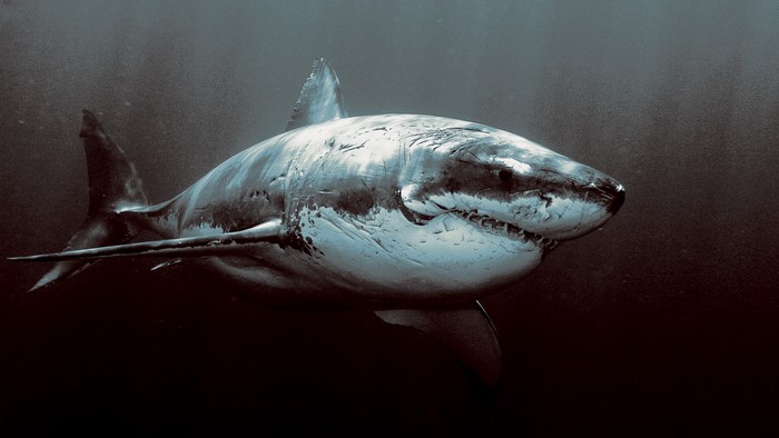 Great White Shark swimming in dark water