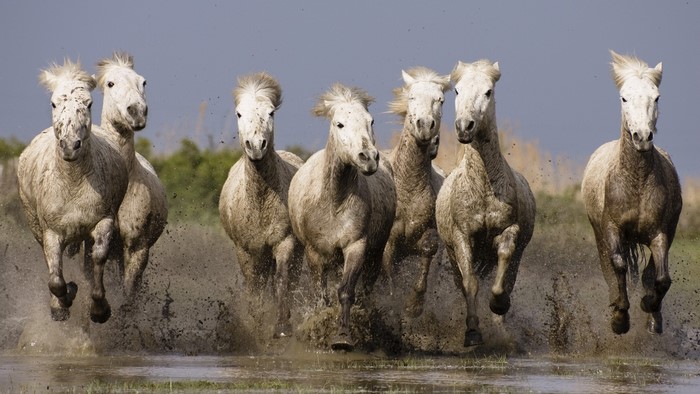 A herd of white horses running through mud and water