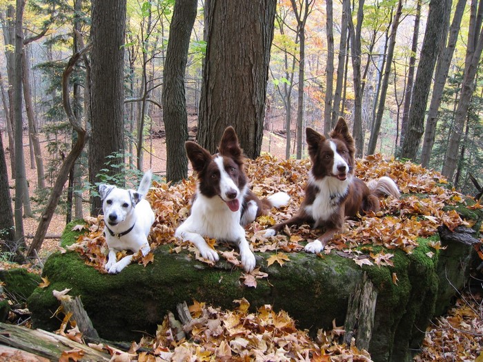 Three dogs in a forest during autumn