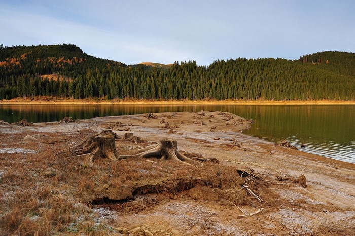 Lake with tree stumps and forest