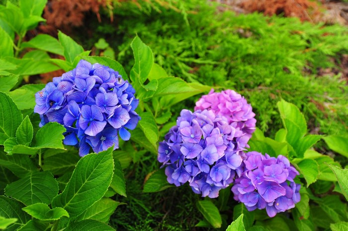 Blue and purple hydrangeas with green leaves