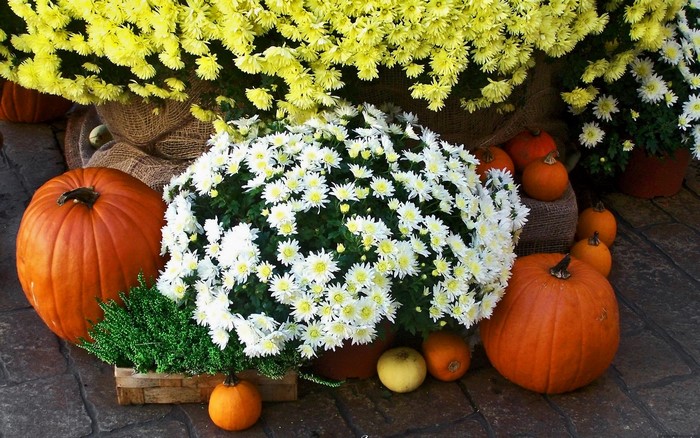 Pumpkins and Chrysanthemums Display