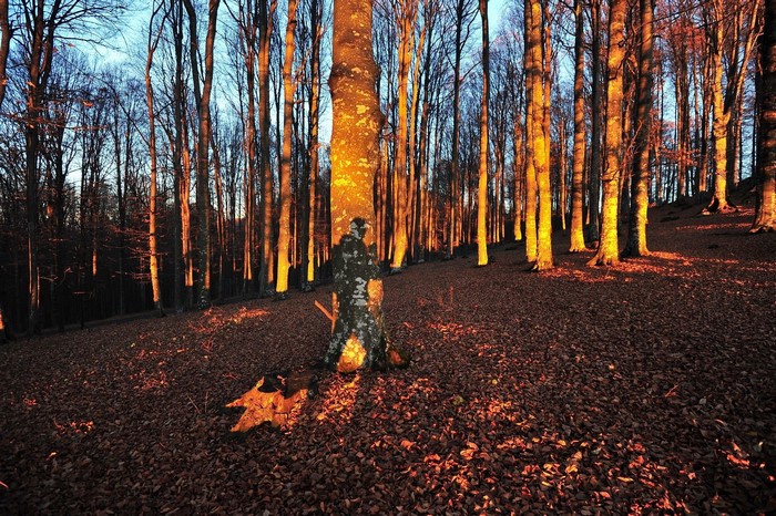 Forest with tall trees and fallen leaves