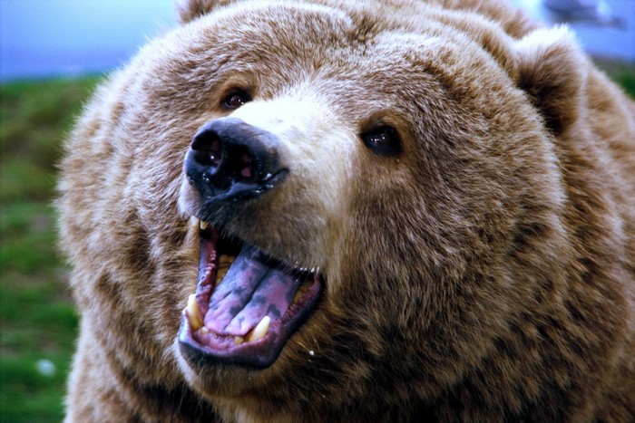 Close-up of a brown bear with mouth open