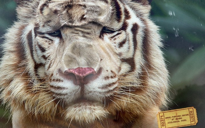 White Tiger at Nehru Zoological Park