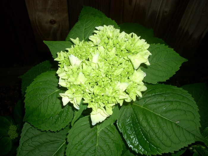 Green Hydrangea flower with leaves and wooden fence