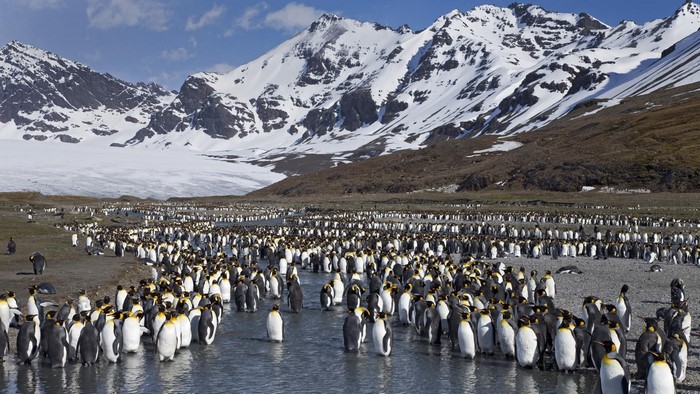 King Penguins on a Rocky Shore with Snow-Capped Mountains