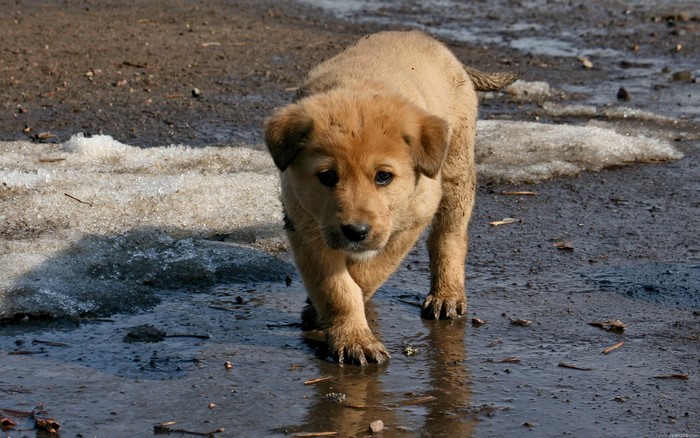 A light brown puppy walks through puddles and melting snow