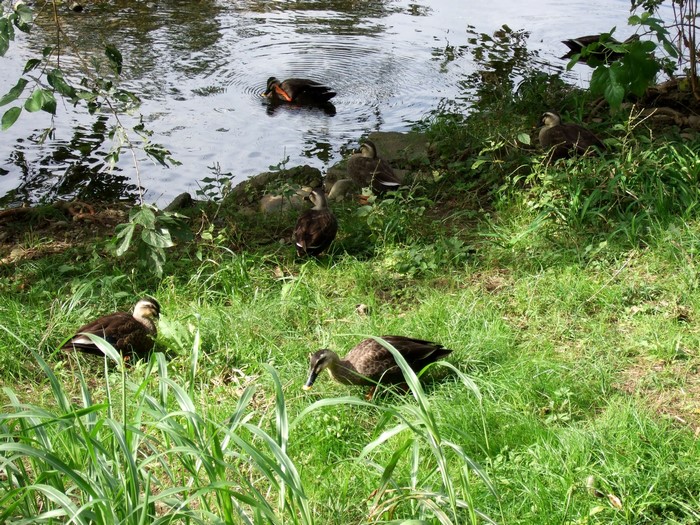 Ducks by the Water