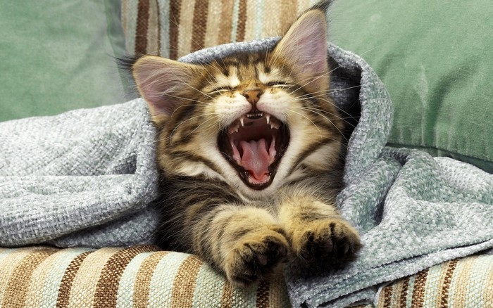 Kitten yawning wrapped in a blanket