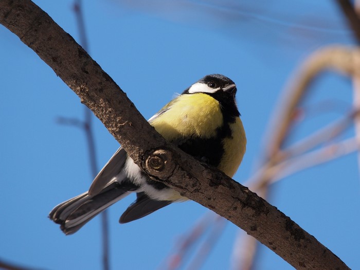Great tit bird perched on a tree branch
