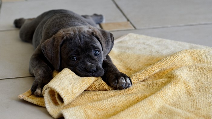 Cane Corso puppy lying on a yellow blanket
