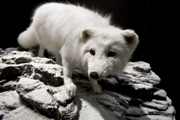 Arctic fox on snowy rocks
