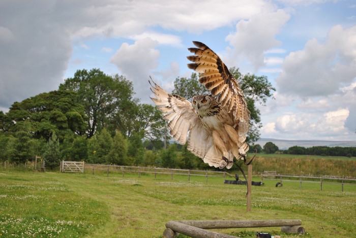 Eurasian Eagle-Owl in flight over a grassy field