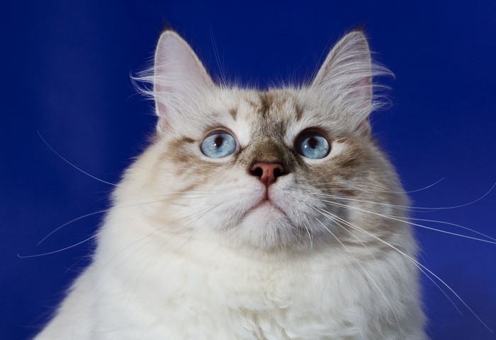 Close-up of a fluffy cat with blue eyes