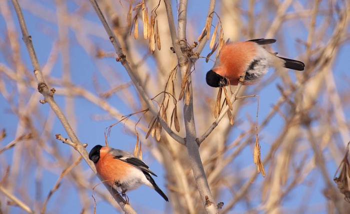 Two Bullfinches on a Tree Branch