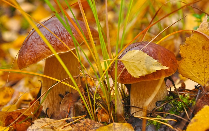 Two mushrooms in autumn forest with fallen leaves