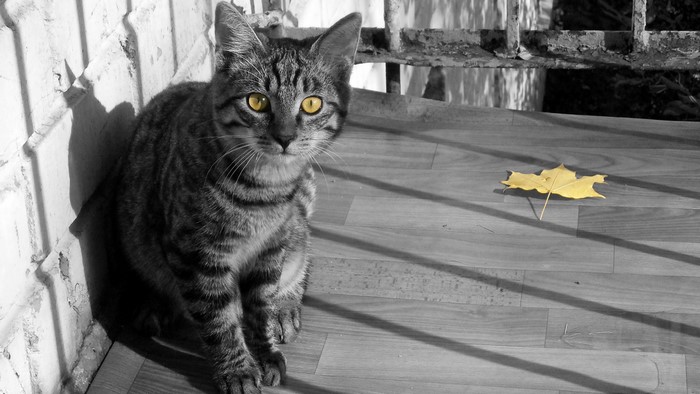 Tabby cat with yellow eyes sitting on wooden floor