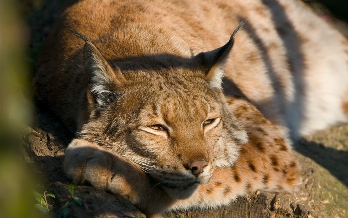 Lynx resting on a log in sunlight