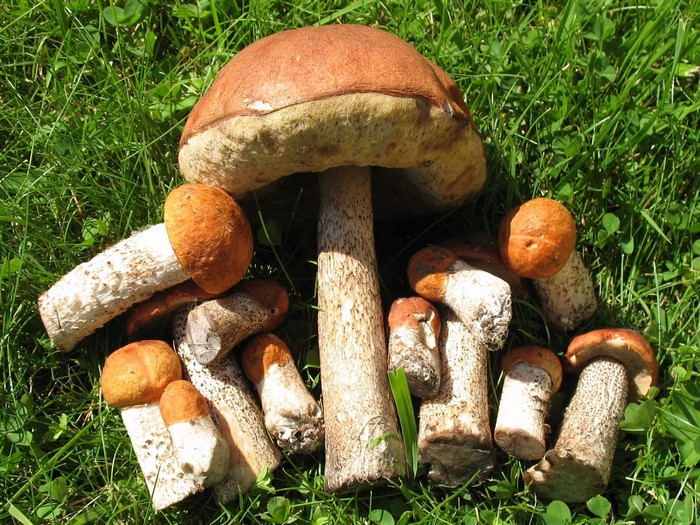 A collection of orange-capped mushrooms on green grass