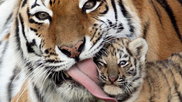 Tiger licking a cub