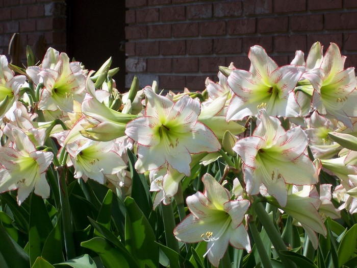 White Amaryllis flowers with red edges