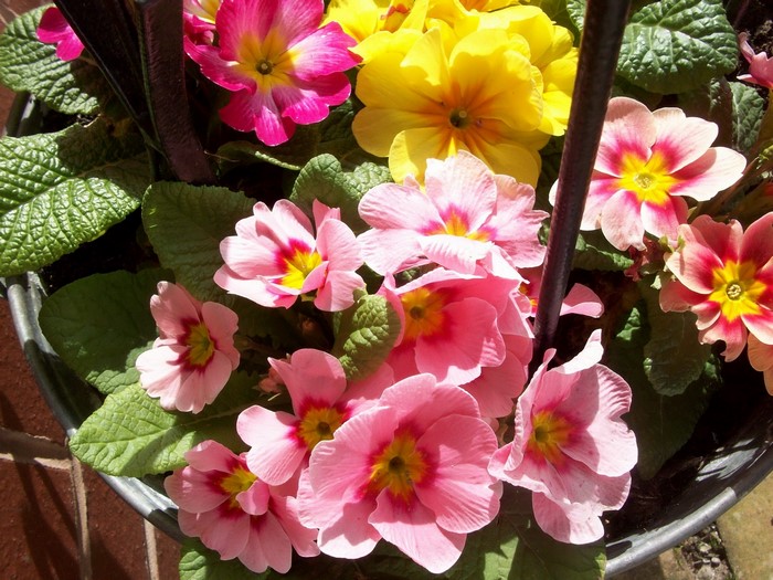 Pink and yellow primroses in a pot