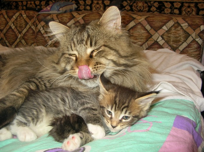 Mother cat licking kitten