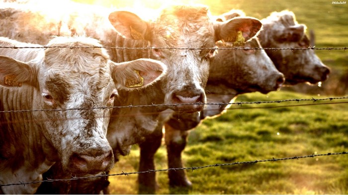 Cows behind a barbed wire fence at sunset