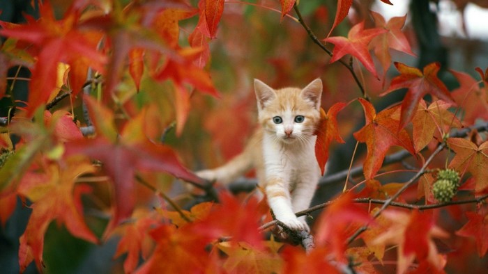 Orange kitten sitting on a tree branch with red leaves