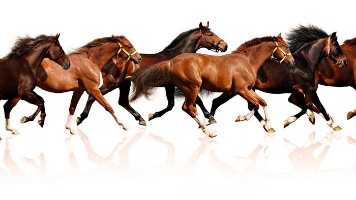 Group of horses running