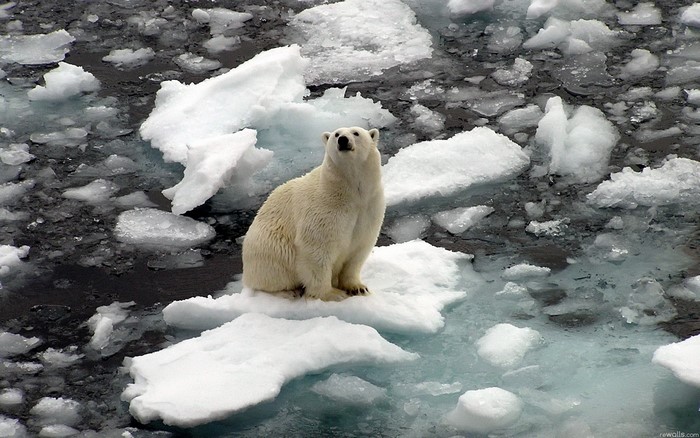 Polar bear sitting on ice floe in the ocean