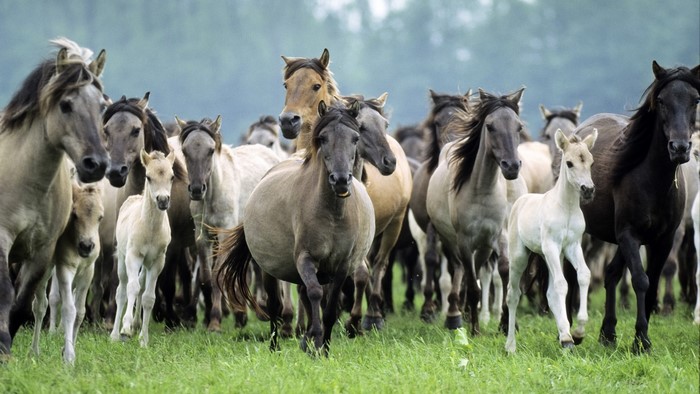 A herd of horses running through a grassy field