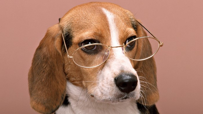 Beagle dog wearing glasses