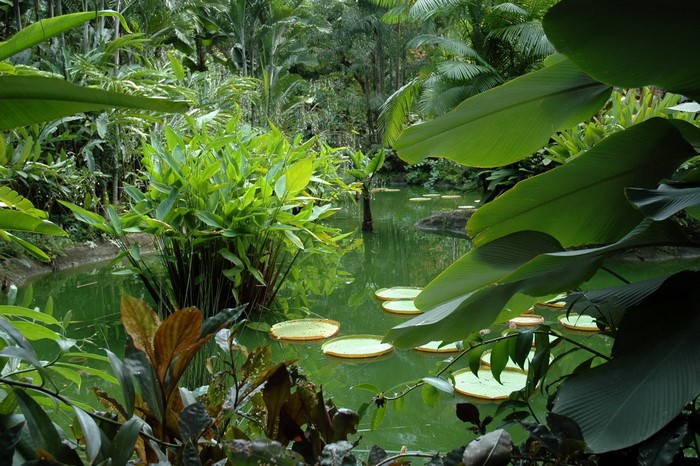 Tropical pond with water lilies and lush foliage