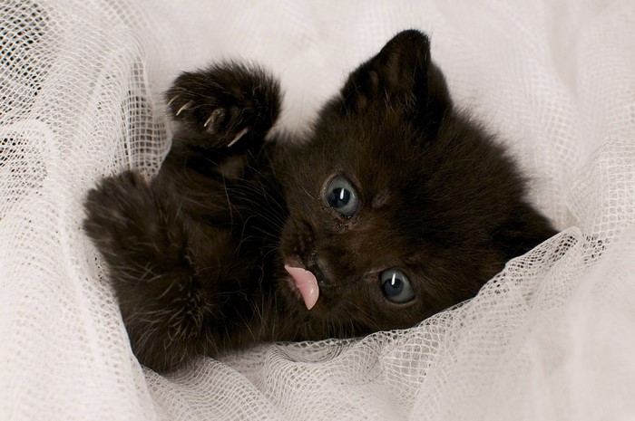 Black kitten with blue eyes lying on white fabric