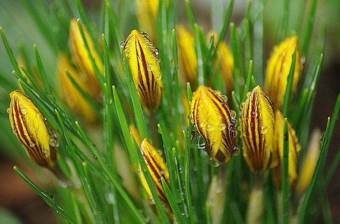 Yellow and red striped crocuses with water droplets
