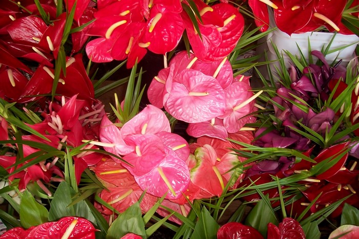Anthurium flowers in various colors