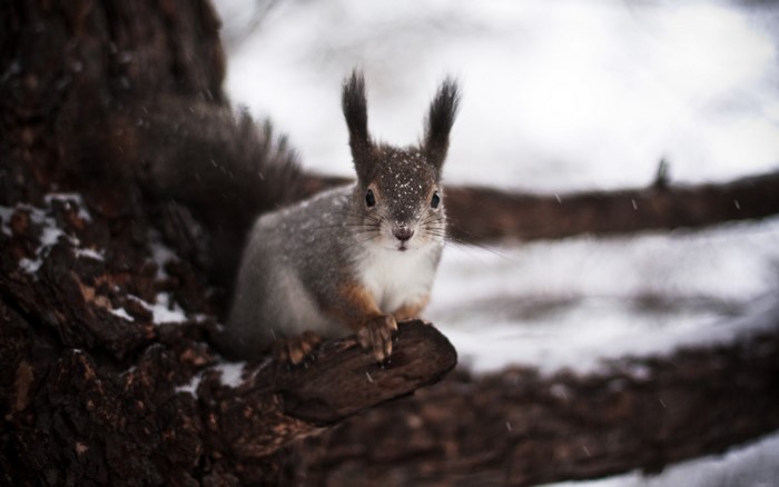 Squirrel sitting on a tree branch in the snow