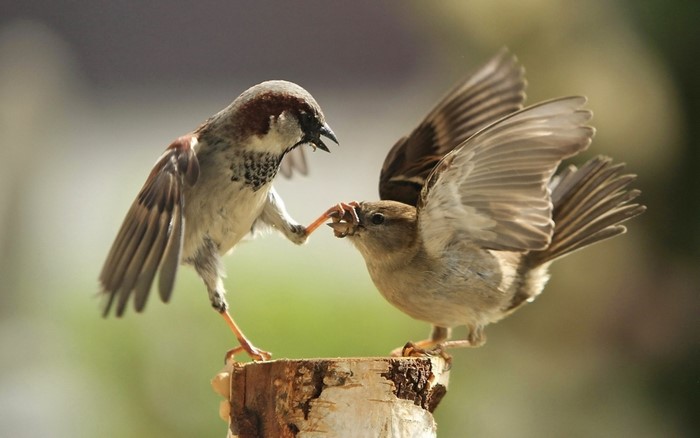 Two sparrows fighting over food on a log