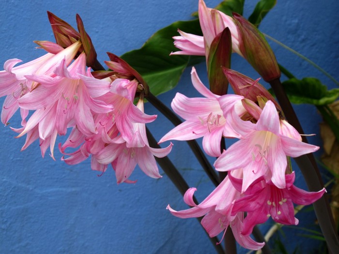Pink Amaryllis flowers against a blue wall