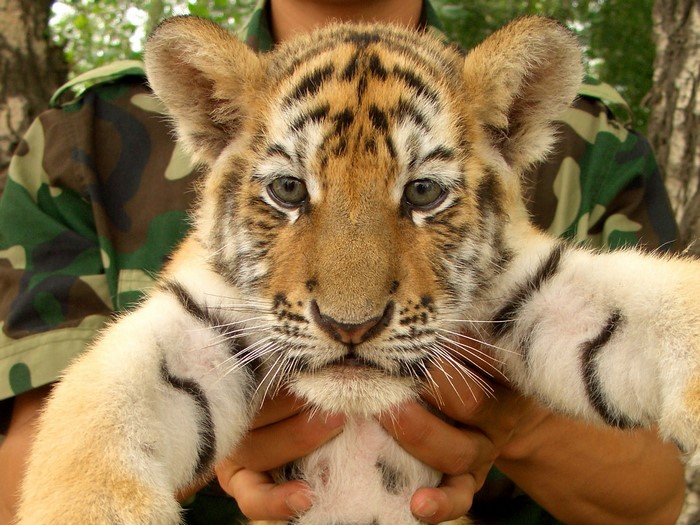 Tiger cub held by a person in camouflage