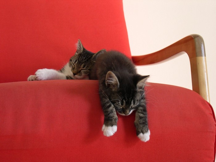 Two kittens sleeping on a red chair