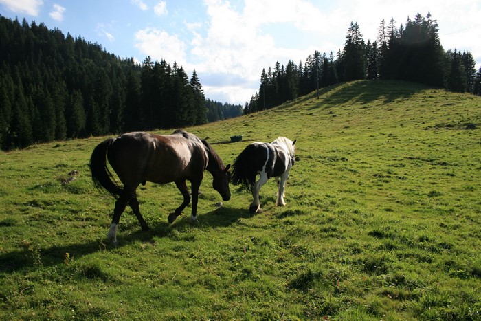 Two horses in a grassy field with a forest background