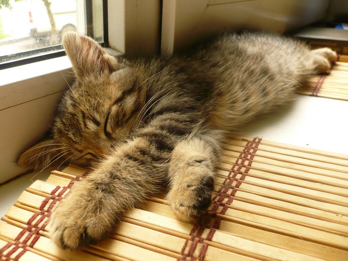 A tabby kitten sleeps on a windowsill